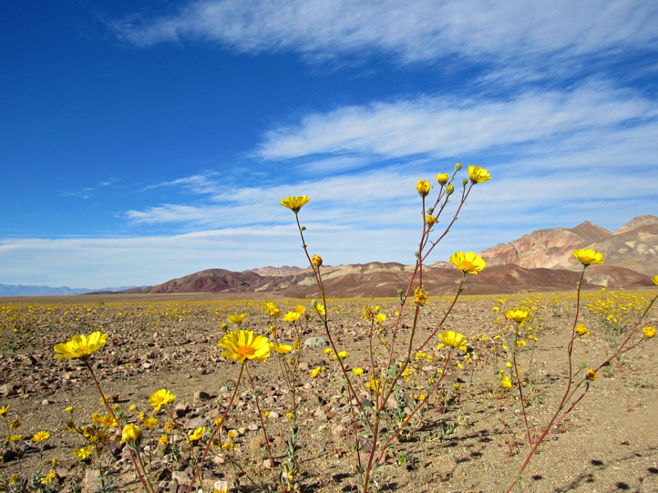 Wildflower Super Bloom at Death Valley NP in CA