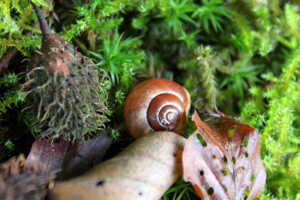 Forest nature animal