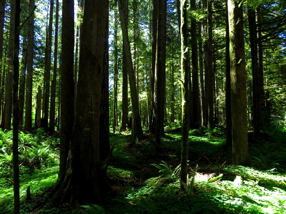 Larch Mountain in Oregon