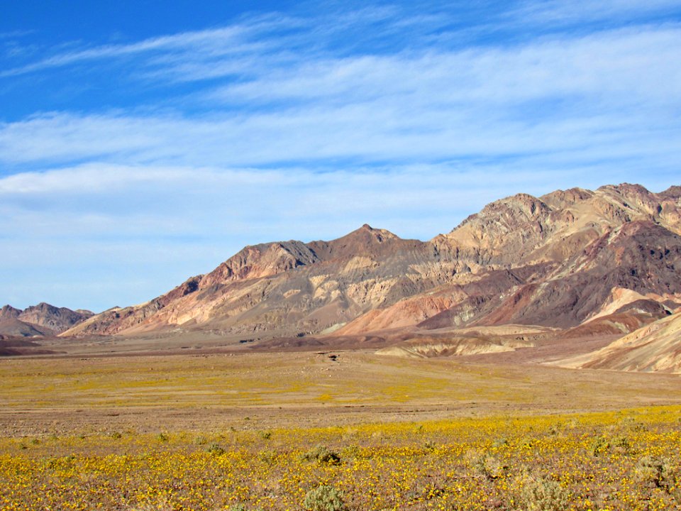 Wildflower Super Bloom at Death Valley NP in CA