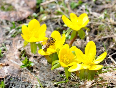 Animal flowers blossom photo