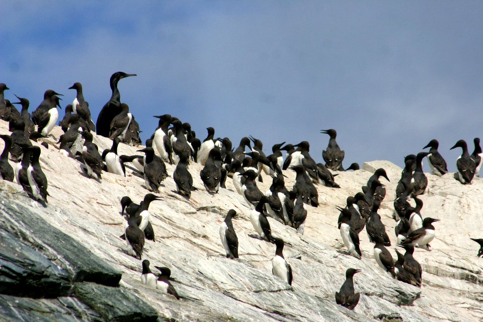 California Coastal National Monument at Trinidad Head