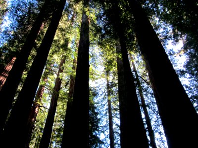 Redwood Forest in CA