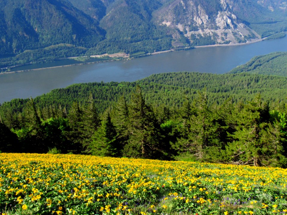 Wildflowers on Dog Mountain Trail in WA