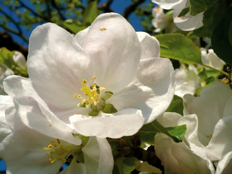 Roses white nature