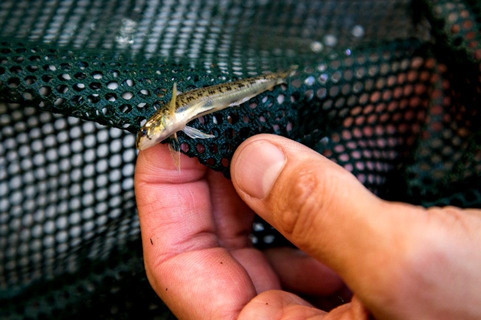 Chesapeake logperch surveying