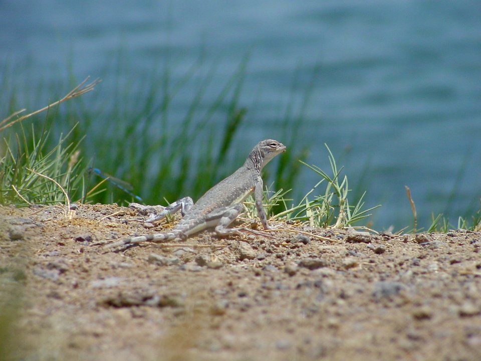 Hotspring Wildlife