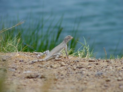 Hotspring Wildlife