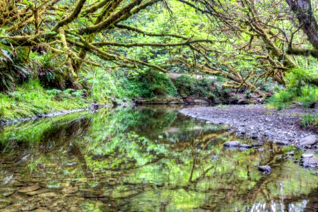 Headwaters Forest Reserve