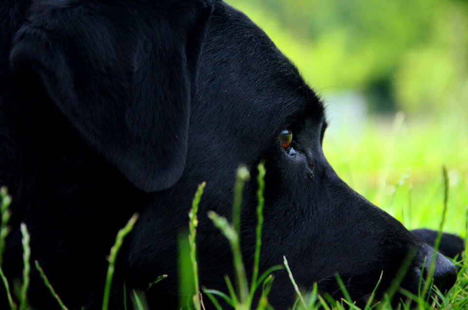 Dog portrait labrador