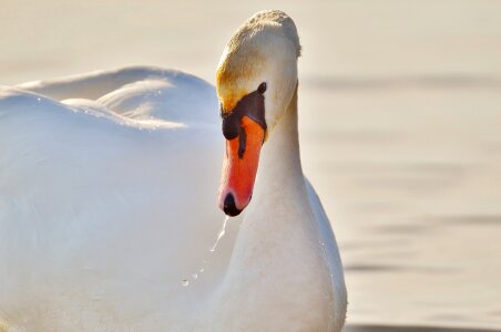 Animal world lake bird photo