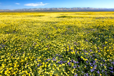 Super Bloom 2017 at Carrizo Plain National Monument