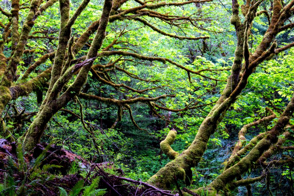 Headwaters Forest Reserve