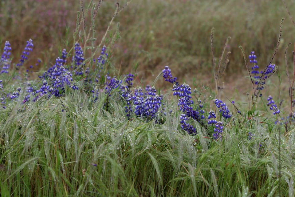 Cronan Ranch
