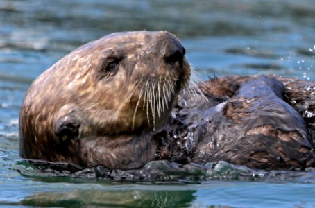 Sea Otter photo