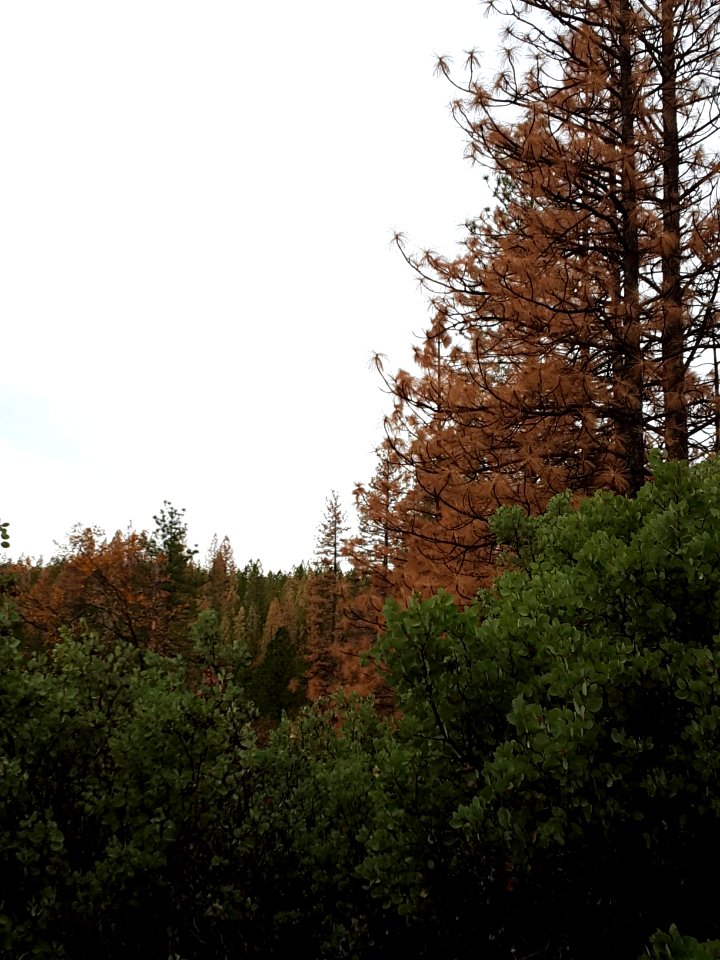 Round Mountain Bark Beetle