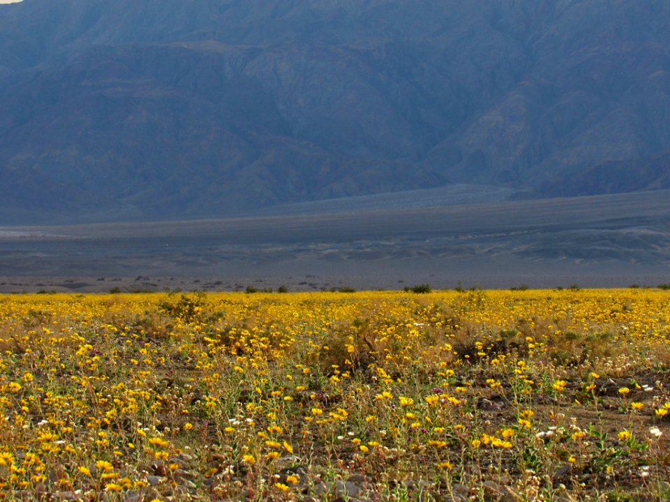 Wildflower Super Bloom at Death Valley NP in CA