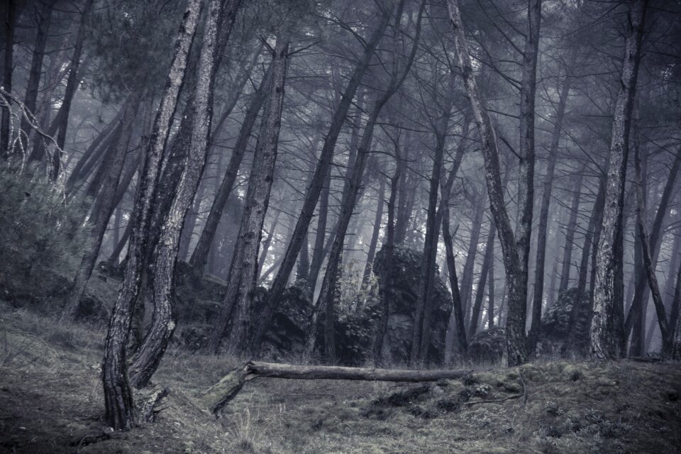 Breakage trunk trees