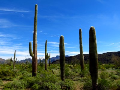 Organ Pipe Cactus NM in AZ