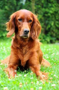 Dog portrait irish setter