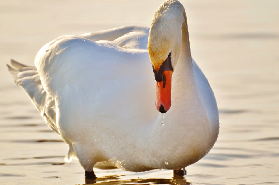 Animal world lake bird