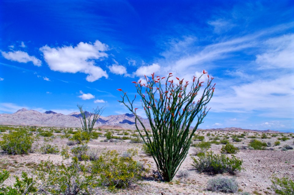 Ocotillo Chemehuevi Mountains