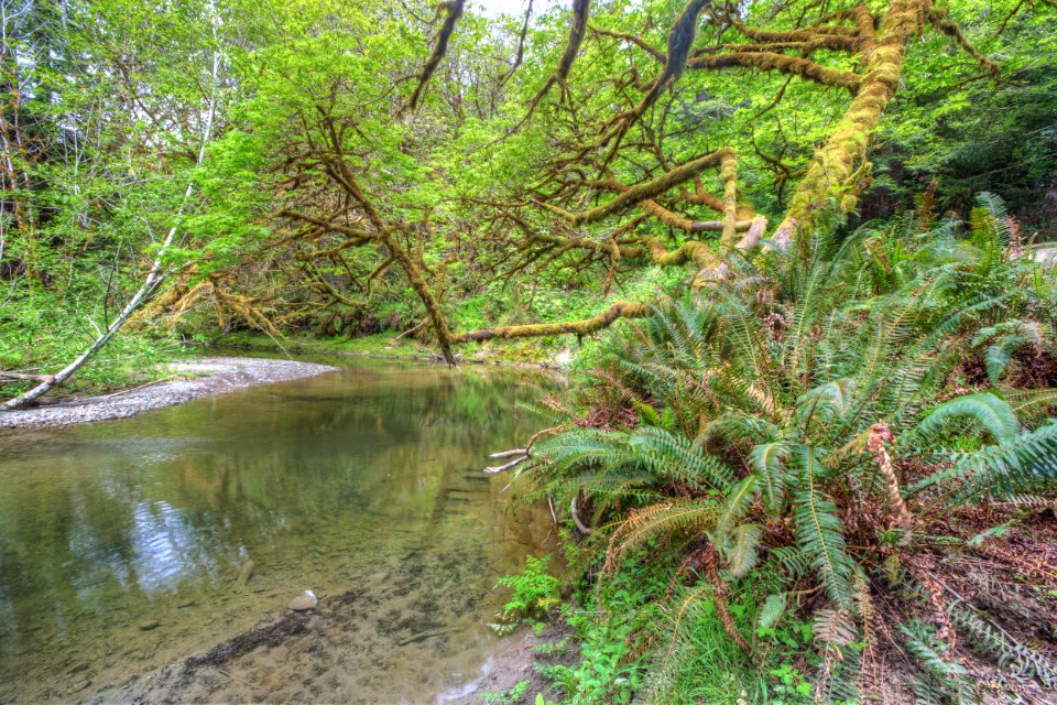 Headwaters Forest Reserve