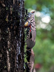 20180830-APHIS-LSC-1525