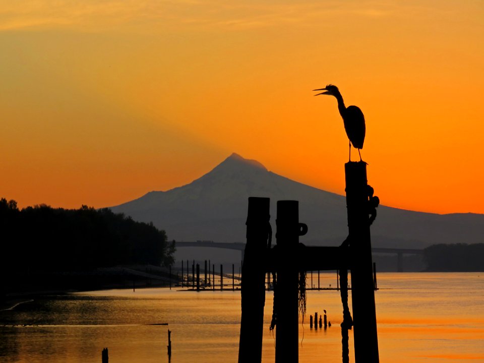 Blue Heron, Columbia River, and Mt. Hood at Sunrise