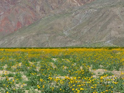 Henderson Canyon with Wildflowers at Anza-Borrego Desert SP in CA photo