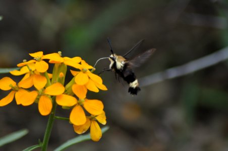 Butte Creek, Clearwing Moth