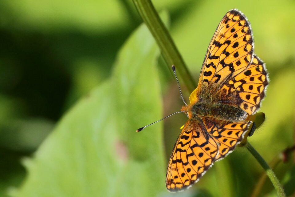 Fritillary insect butterflies
