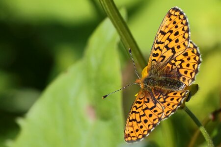 Fritillary insect butterflies photo