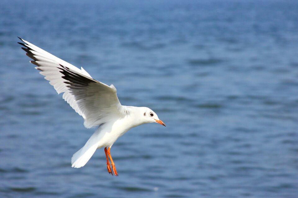 Bird water bird coast