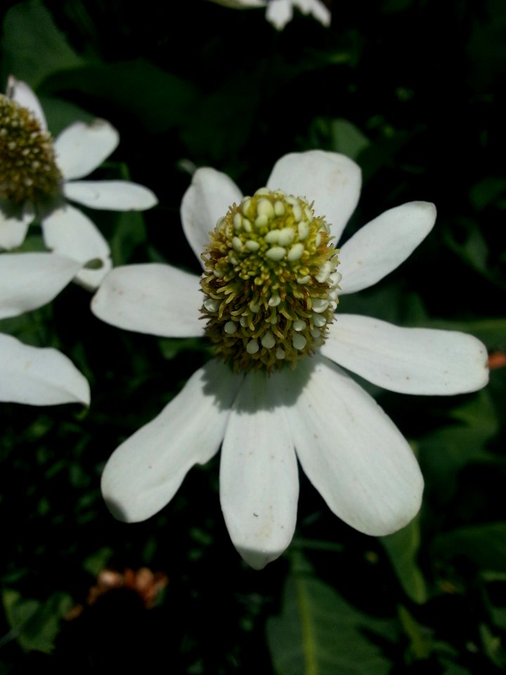 Anemopsis Californica Lizards Tail, Chariot Canyon