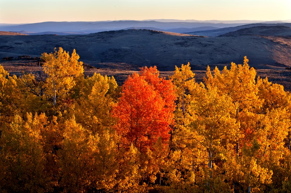 Wall Canyon Wilderness Study Area