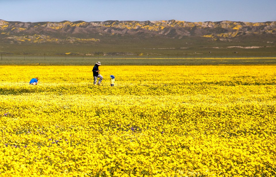 Super Bloom 2017 at Carrizo Plain National Monument