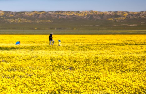 Super Bloom 2017 at Carrizo Plain National Monument