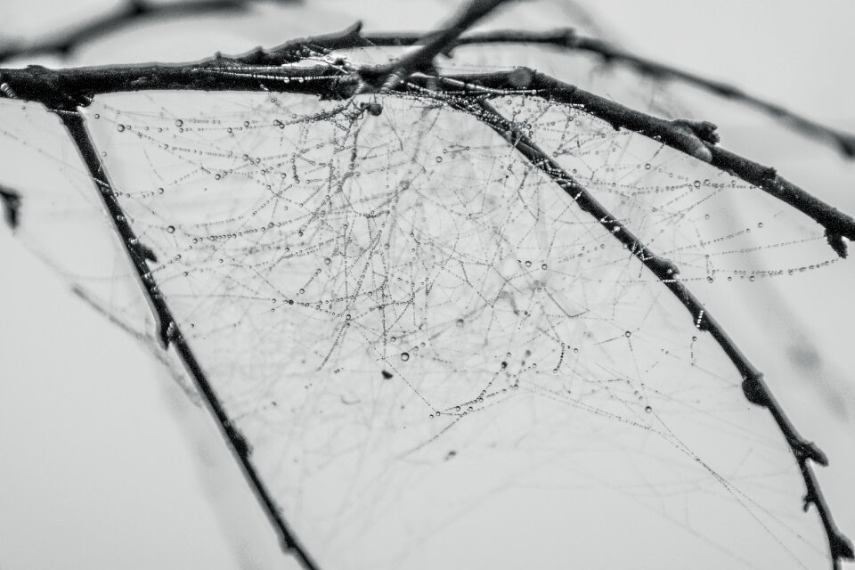 Spider tissue dew drops
