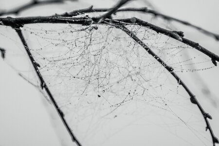 Spider tissue dew drops
