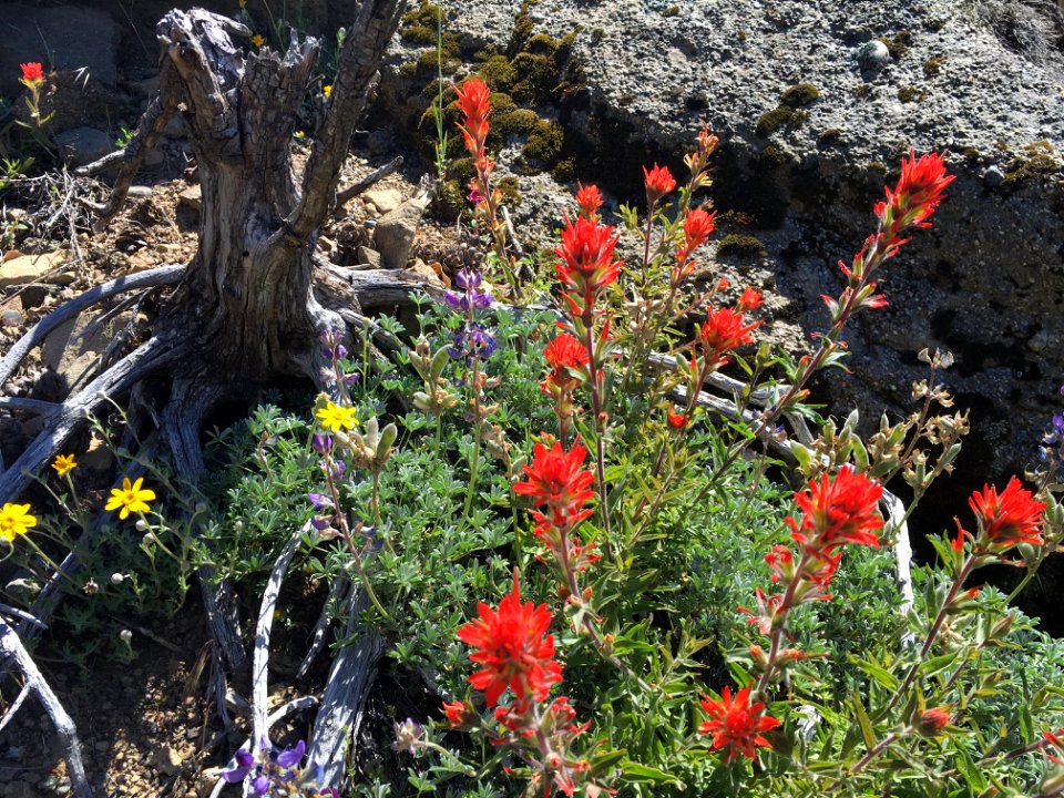 BLM Arcata Field Office Wildflowers