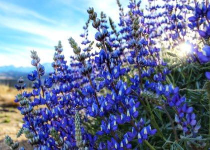 Lupine