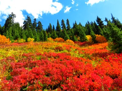 Autumn at Yellow Aster Butte in WA photo