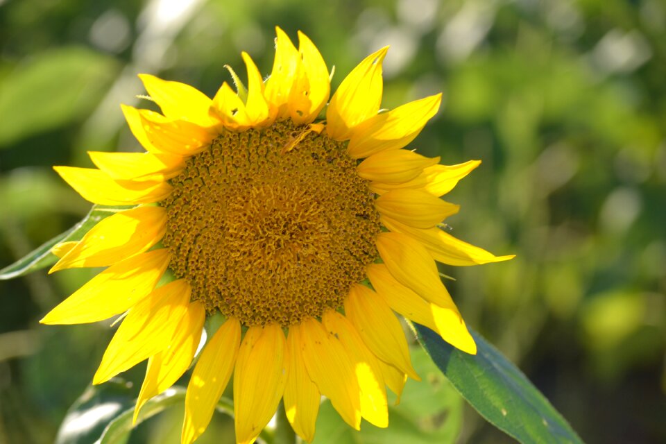 Yellow nature magnificent
