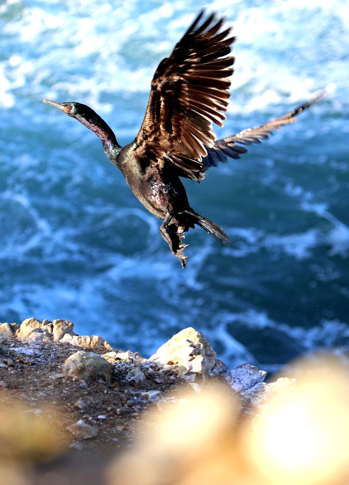 Point Arena-Stornetta unit of the California Coastal National Monument