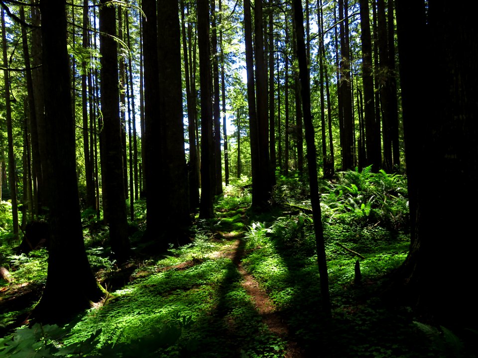 Larch Mountain in Oregon