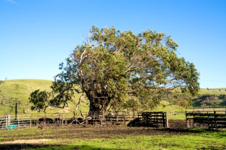 Cotoni-Coast Dairies photo