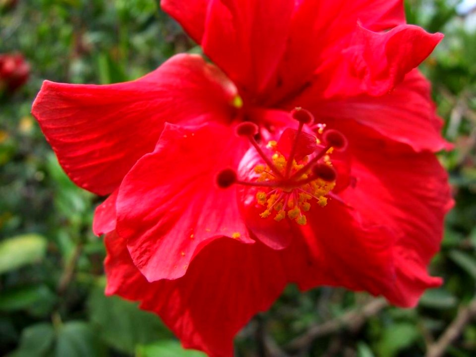 078 gnuckx Hibiscus Flower-Taormina-Sicilia-Italy-castielli CC0 HQ