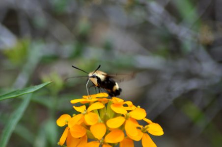 Butte Creek, Clearwing Moth