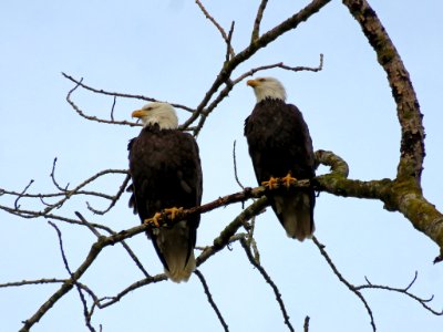 Eagles near Columbia River in Vancouver, WA